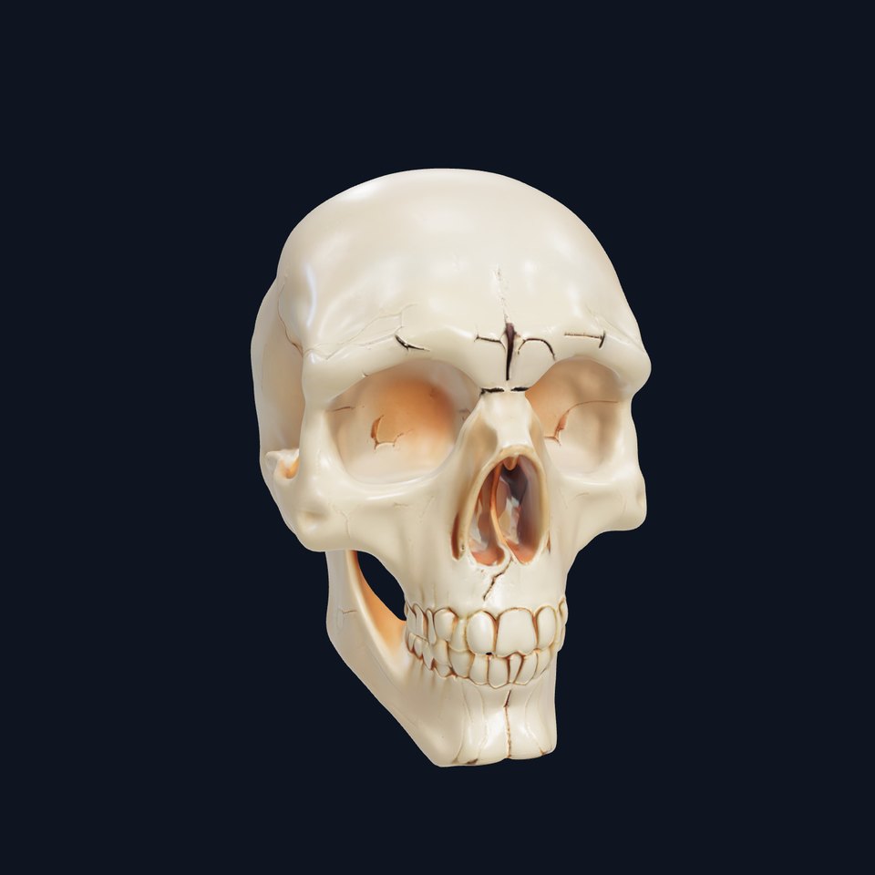 Realistic Human Skull D Model Pack
